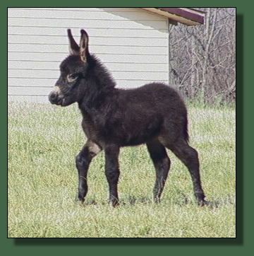 Cedar Creek's Little Black Bantam