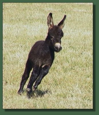 Cedar Creek's Little Black Bantam