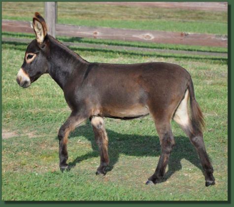Click photo of miniature donkey for sale to enlarge image