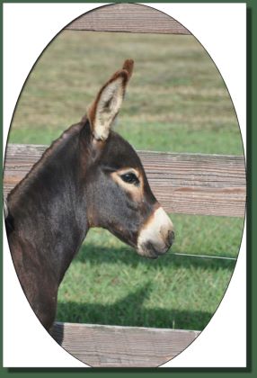 Click photo of miniature donkey for sale to enlarge image