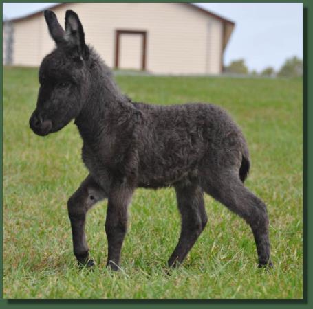 Cedar Creek Shady Lady, miniature donkey for sale