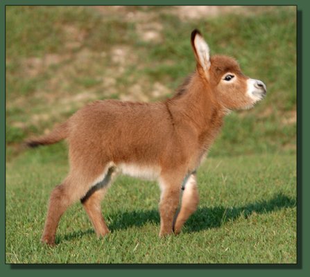 Cedar Creek Farm Special Sondae