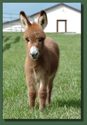 Cedar Creek Farm Special Sondae