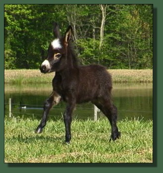 Glory's 2008 Jack Foal