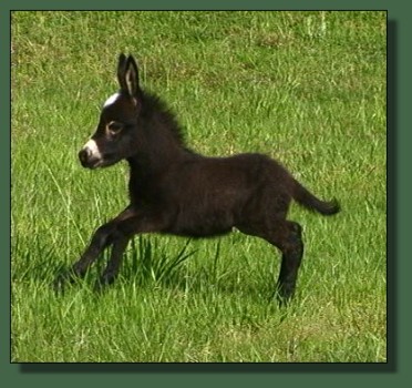 Glory's 2008 Jack Foal