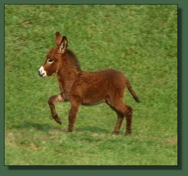 Cedar Creek Flaming Vixen