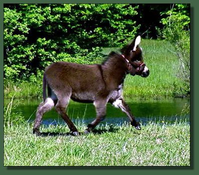 Wishing Star @ six weeks of age