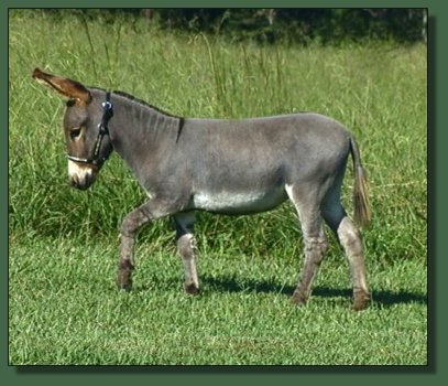 Cedar Creek Farm's Cameo