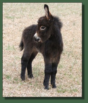 Cedar Creek Farm's Daydreamer