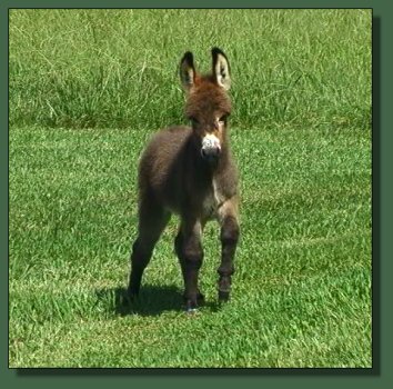 Cedar Creek Farm's Fantasy