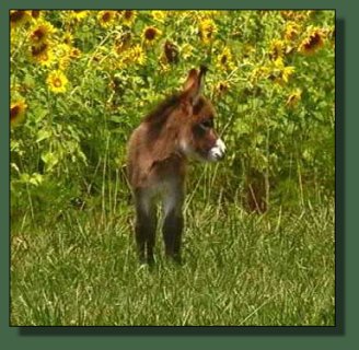 Cedar Creek Farm Lady in Red