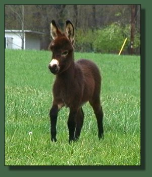 Click photo to enlarge image