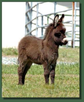 Cedar Creek Wishing Star