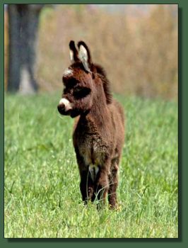 Cedar Creek Wishing Star